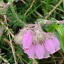 Attēlu rezultāti vaicājumam “Erica tetralix”