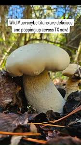 Image result for macrocybe titans