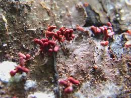 Attēlu rezultāti vaicājumam “Arcyria denudata stalked”