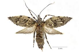 Attēlu rezultāti vaicājumam “Diurnea fagella”