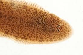 Image result for Glyptocephalus cynoglossus