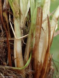 Attēlu rezultāti vaicājumam “Cribraria oregana stalked”