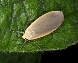 Attēlu rezultāti vaicājumam “Eilema griseola larva”