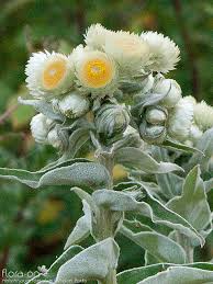 Image result for Helichrysum foetidum