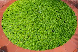 /MANKAI RED ZÖNE에 대한 이미지 검색결과