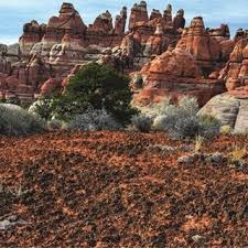 Attēlu rezultāti vaicājumam “Tortula truncata sporophyte”
