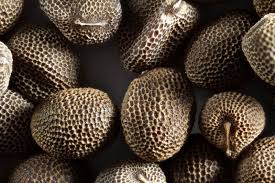 Attēlu rezultāti vaicājumam “Geranium dissectum fruit”