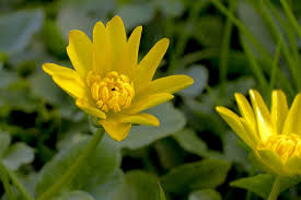 Attēlu rezultāti vaicājumam “Ficaria verna leaf”