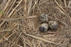 Attēlu rezultāti vaicājumam “Gallinago gallinago eggs”