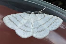 Attēlu rezultāti vaicājumam “Cabera pusaria”