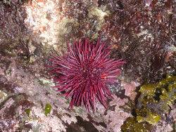 Image result for Mesocentrotus franciscanus