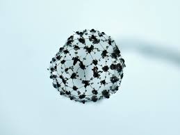 Attēlu rezultāti vaicājumam “Cribraria microcarpa”