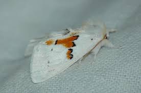 Attēlu rezultāti vaicājumam “Leucodonta bicoloria imago”