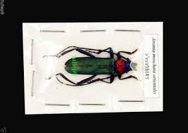 Attēlu rezultāti vaicājumam “Aromia moschata”