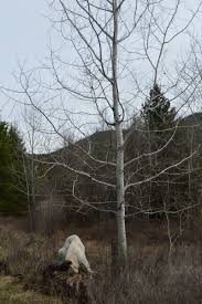 Attēlu rezultāti vaicājumam “Populus x gileadensis”