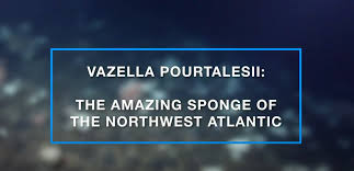 Image result for Vazella pourtalesii