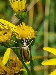 Attēlu rezultāti vaicājumam “Catoptria margaritella”