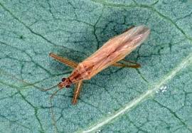 Attēlu rezultāti vaicājumam “Nabidae”