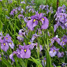 Attēlu rezultāti vaicājumam “Iris pseudacorus”