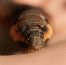 Attēlu rezultāti vaicājumam “Deilephila elpenor larva”