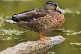 Image result for Anas rubripes