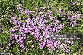 Attēlu rezultāti vaicājumam “Primula farinosa leaf”