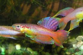 Image result for Aphyosemion