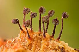 Attēlu rezultāti vaicājumam “Cribraria tenella”