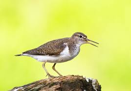 Attēlu rezultāti vaicājumam “Actitis hypoleucos adult”