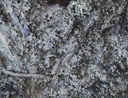 Attēlu rezultāti vaicājumam “Trapeliopsis granulosa”