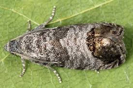 Attēlu rezultāti vaicājumam “Cydia pomonella”