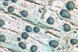 Attēlu rezultāti vaicājumam “Megalaria grossa”