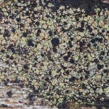 Attēlu rezultāti vaicājumam “Trapeliopsis flexuosa”