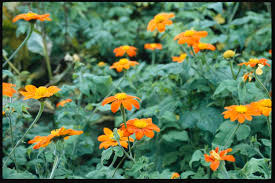 Image result for Tithonia rotundifolia