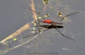 Attēlu rezultāti vaicājumam “Aquarius najas”