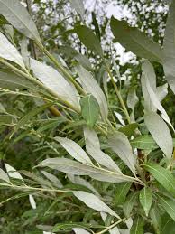 Attēlu rezultāti vaicājumam “Salix Vetrix”