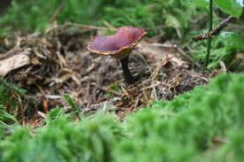 Attēlu rezultāti vaicājumam “Polyporus tubaeformis”