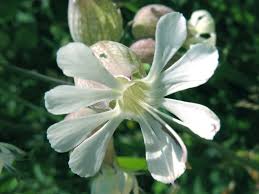 Attēlu rezultāti vaicājumam “Silene vulgaris flower”