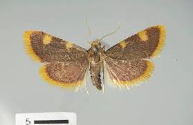 Attēlu rezultāti vaicājumam “Hypsopygia costalis”