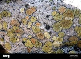 Attēlu rezultāti vaicājumam “Rhizocarpon geographicum”