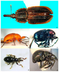 Image result for Coleoptera Curculionoidea