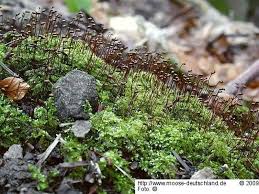 Attēlu rezultāti vaicājumam “Brachytheciastrum velutinum”