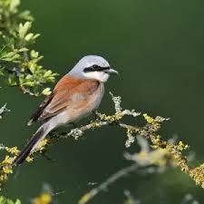 Attēlu rezultāti vaicājumam “Lanius collurio juvenile”