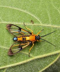 Attēlu rezultāti vaicājumam “Cribraria costata macro”