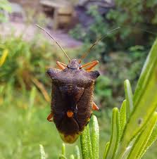 Attēlu rezultāti vaicājumam “Pentatoma rufipes”