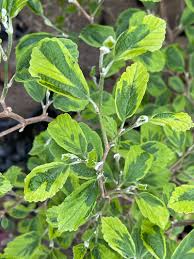 Attēlu rezultāti vaicājumam “Hamamelis japonica leaf”