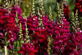 Image result for Antirrhinum majus maximum