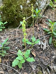 Attēlu rezultāti vaicājumam “Orthilia secunda fruit”