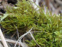 Attēlu rezultāti vaicājumam “Amblystegium serpens”