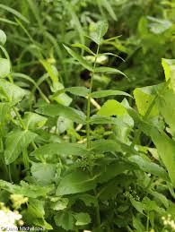 Attēlu rezultāti vaicājumam “Berula erecta leaf”